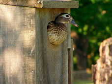 Wood Duck Boxes
